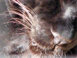 panther-face.jpg