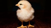 15195_1011_chick