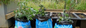 15222_allotmentgrowbags