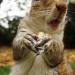 15345_squirrel