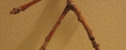 15346_stick-man 15346_stick-man