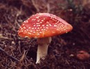 15353_toadstool