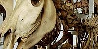 15372_quagga_skeleton