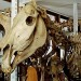 15372_quagga_skeleton 15372_quagga_skeleton