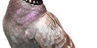 The Camden Fringe pigeon