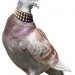15379_punkpigeon The Camden Fringe pigeon