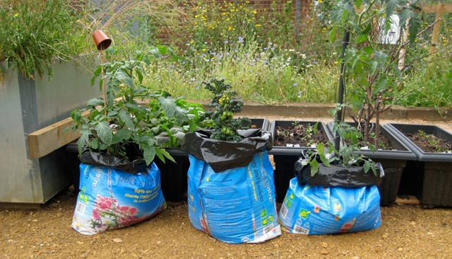 allotmentgrowbags.jpg