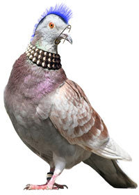 punkpigeon.jpg