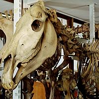 quagga_skeleton.jpg