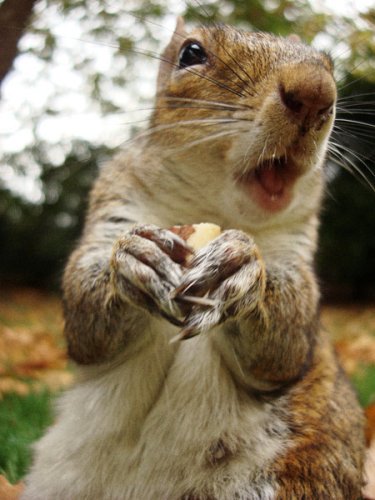 Squirrel