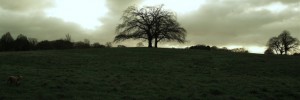 15462_0112c.ee