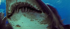 15485_sharksmall