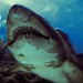 15485_sharksmall 15485_sharksmall