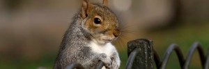 15503_0412_squirrel Photo / ColBacco