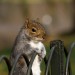 15503_0412_squirrel Photo / ColBacco