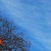 15516_WERU_6Dec09