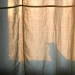 15677_birdshadow 15677_birdshadow