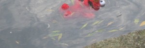 15745_elmodrowns