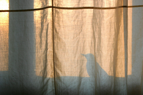 birdshadow.jpg
