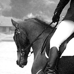 horseydancing.jpg