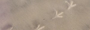 15758_birdprints