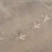 15758_birdprints 15758_birdprints