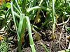 15813_onions