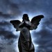 15820_angel 15820_angel