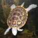 15872_1201_terrapin 15872_1201_terrapin