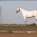 15890_wallingerhorse