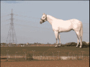 15890_wallingerhorse