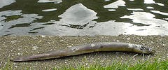 Eel be dead, then.