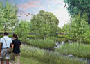 16063_wet-woodland2012