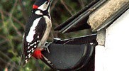 Amazing what you find in your garden. Great Spotted Woodpecker snapped by Gaz-zee-boh in N7.