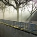 16193_sunlight-trees