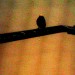 Finch on a G-string, by M@.