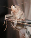 0303_cockroach.jpg