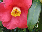 1003_camellia.jpg