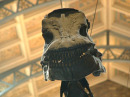 16446_dinoface