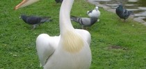 16463_DSC01962 Whether it's nesting herons in Battersea Park or strutting pelicans in St James's, London offers lots of ways to reconnect with nature