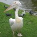 16463_DSC01962 Whether it's nesting herons in Battersea Park or strutting pelicans in St James's, London offers lots of ways to reconnect with nature