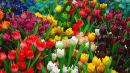 16514_tulipslotsofem 16514_tulipslotsofem