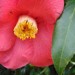 16589_1003_camellia Photo / Martin Labar