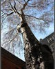 16647_planetree1703