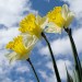 16648_daffs 16648_daffs