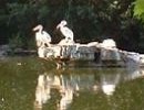 16654_DuckPond