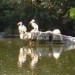 16654_DuckPond