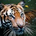 16758_2503_tiger Photo / B_cool