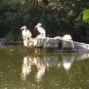 DuckPond.jpg