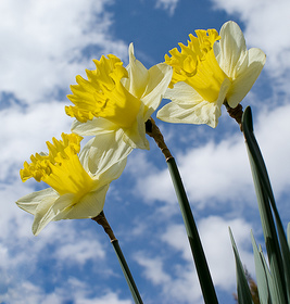 daffs.jpg